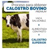 Calostro Bovino 1000 Mg Grass Fed Libre de Pastoreo Colostrum