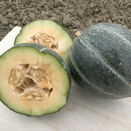 Emerald Gem Cantaloupe Melon 3 Gram ~100 Seeds – Heirloom, Non-GMO, Open-Pollinated – 70–90 Days – Heat Tolerant – Sweet Orange Flesh – Compact Melons ~2–3 lb – Cucumis melo – Garden, Greenhouse