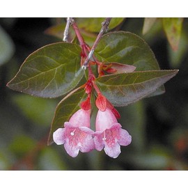 Abelia Grandiflora Edward Goucher - 10 Live Plants - Flowering Deer Resistant Butterfly Attracting Shrub