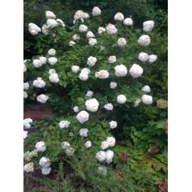 Limelight (Hydrangea paniculata 'Limelight')