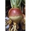Rutabaga American Purple Top Great Heirloom Vegetable by Seed Kingdom