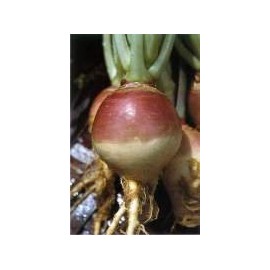 Rutabaga American Purple Top Great Heirloom Vegetable by Seed Kingdom 4,000 Seeds
