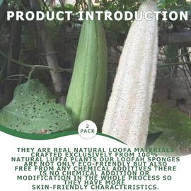 Esponja Lufa Natural Pura Orgánica Reutilizable Exfoliante Corporal Espalda Spa Baño Belleza Piel Radiante Color Beis Estilo Fibra