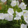 Outsidepride Petunia Grandiflora White - 250 Seeds