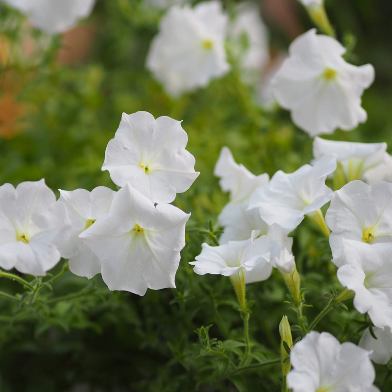 Outsidepride Petunia Grandiflora White - 250 Seeds