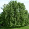 CZ Grain 5 Willow Trees 2 Weeping Willow 2 Austree