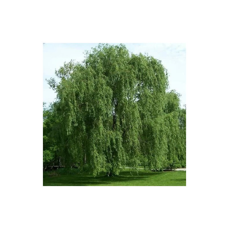 CZ Grain 5 Willow Trees 2 Weeping Willow 2 Austree