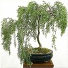CZ Grain RARE Willow Bonsai Cutting - Grow Willow Bonsai