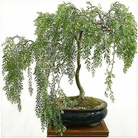 CZ Grain RARE Willow Bonsai Cutting - Grow Willow Bonsai