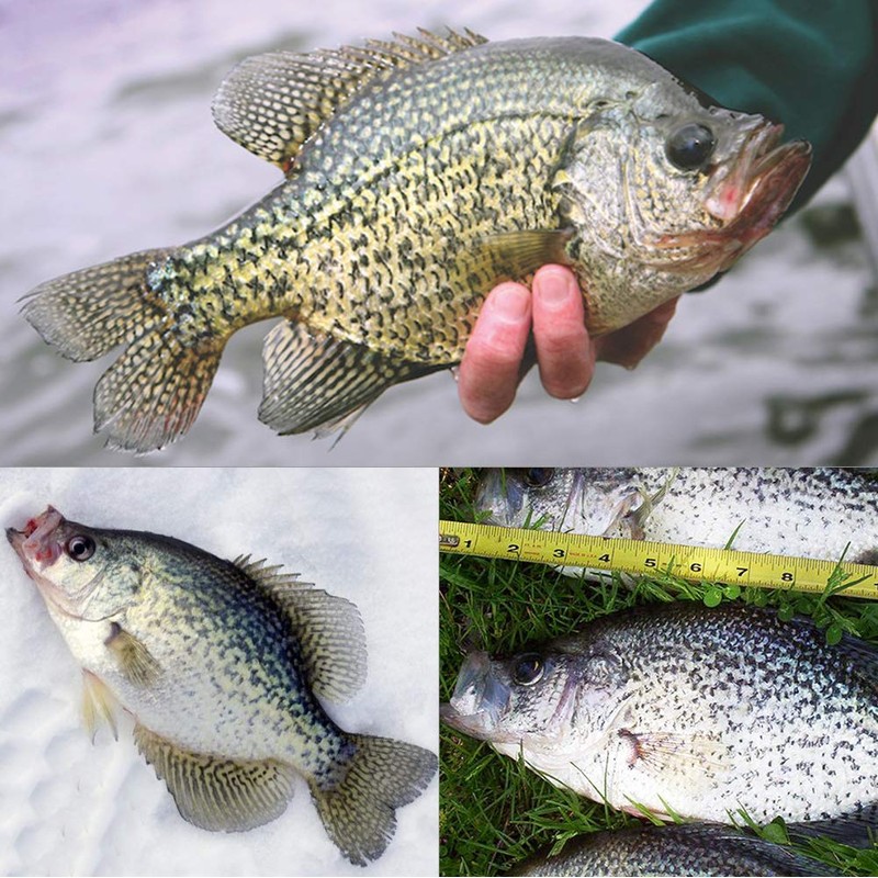 Crappie Jig Heads Kit With Underspin Spinner Blade, Lures and