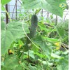 SeedsUP - 40+ Seeds Cucumber Parisian Gherkin - Vegetable Open-Pollinated