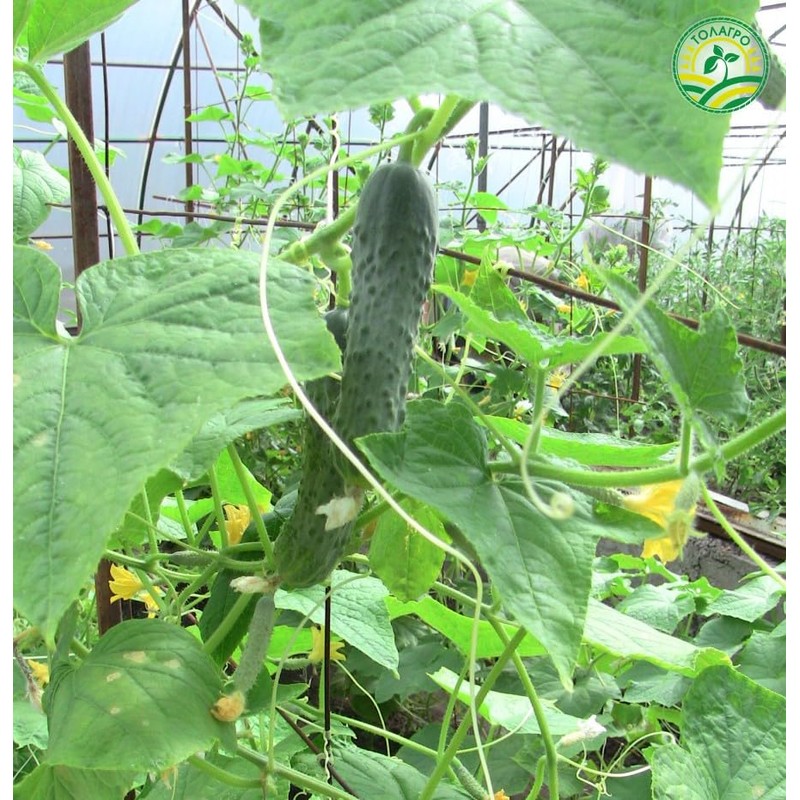 SeedsUP - 40+ Seeds Cucumber Parisian Gherkin - Vegetable Open-Pollinated