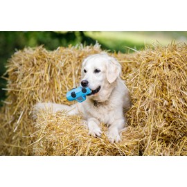 Petface Vehicles Percy Pickup Truck Latex Dog Toy