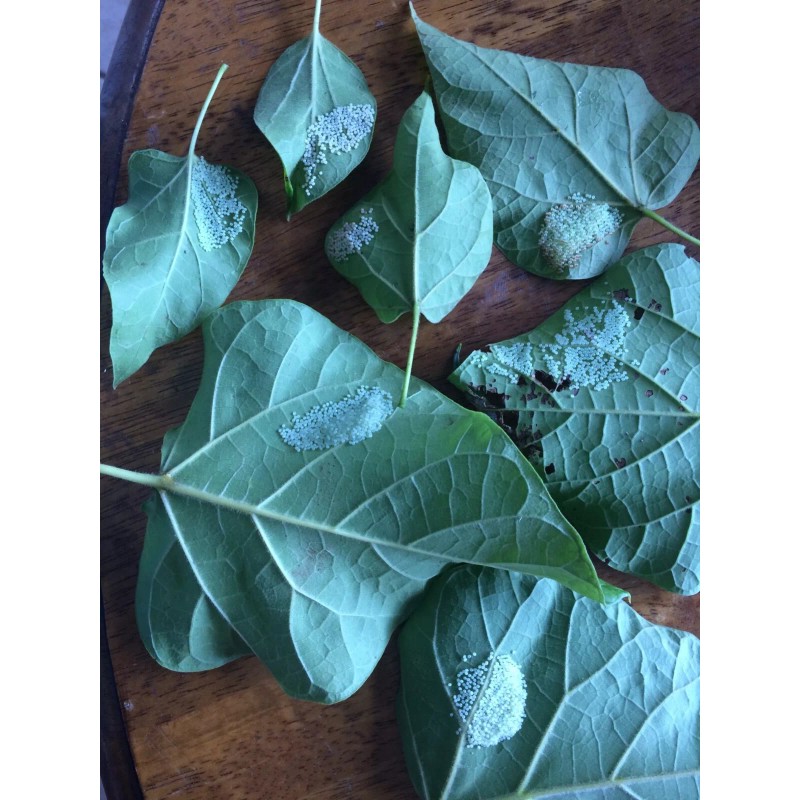 Catalpa, Southern Catalpa Tree Seeds, (For Raising Catalpa Worms) Catfish
