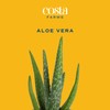Costa Farms Aloe Vera (2 Pack), Live Succulent Plant, Easy