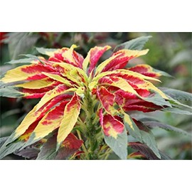 zellajake Rare Flower Seeds Amaranthus Tricolor 200 Red/Yellow ''Perfecta'' Amaranthus Flower Seeds