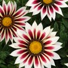 Outsidepride New Day Rose Striped Gazania Seeds for Planting –