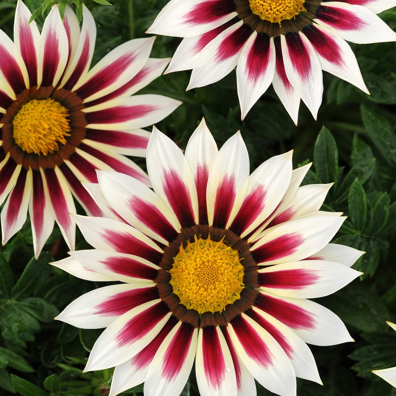 Outsidepride New Day Rose Striped Gazania Seeds for Planting –