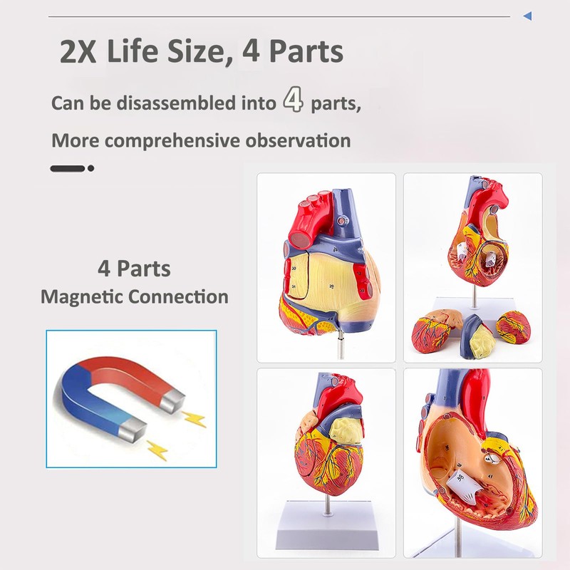 Human Heart Model – Life-Size Medical Teaching Heart with Numbered