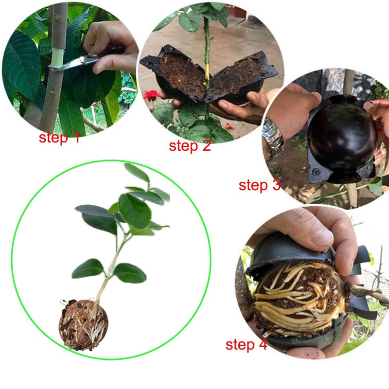 Tree Root Growing Box, Reusable Transparent Plants Asexual Reproduction Grafting