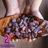 Alebrixes Granos De Cacao Crudo Mexicano 114 G