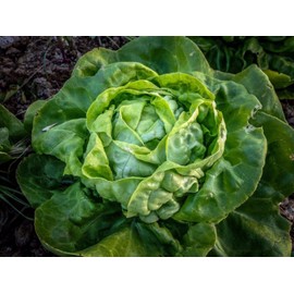 SeedsUP - 1000+ Butterhead Lettuce May's Queen for Indoor Salad - Vegetable Green