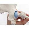 3B Scientific A84/1 Mini Hip Joint with Cross-Section + free