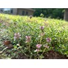 Flawn Seed Kits Creeping Thyme Seed Kit, Easy Spread Shaker