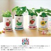Seishin Ceramics HP-0203 Harapeko Aomushi Nakayoshi Cultivation Set, Wild Strawberry,