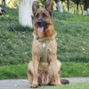 UNA MASCOTA Pechera Arnés De Seguridad para Perro Mediano Y