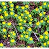 Winter Aconite Flower Bulbs for Planting - Eranthis Cilicica (10