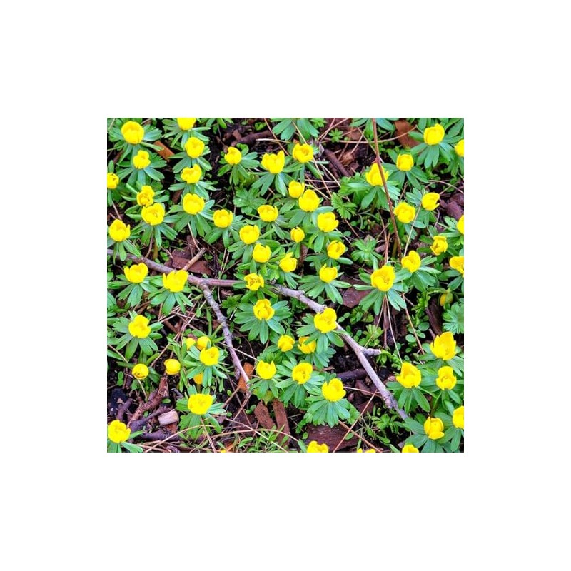 Winter Aconite Flower Bulbs for Planting - Eranthis Cilicica (10