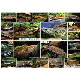 AQUALOG - Fold Poster SNAKEHEAD FISH - Genus Channa