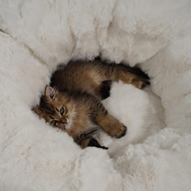 LUUPET 2 in 1 Luxury cat Tunnel with cat Bed for Small Medium Large Cats.