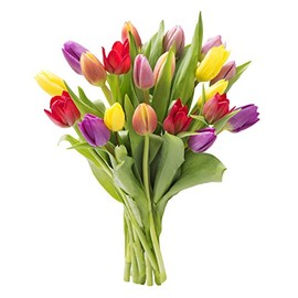KaBloom PRIME NEXT DAY DELIVERY - Bouquet of 20 Assorted Tulips Without Vase Gift for Birthday, Sympathy, Anniversary, Get Well, Thank You, Valentine, Mother’s Day Flowers