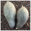 Everwilde Farms - 1 Oz Sibley Winter Squash Seeds -