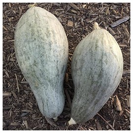 Everwilde Farms - 1 Oz Sibley Winter Squash Seeds - Gold Vault