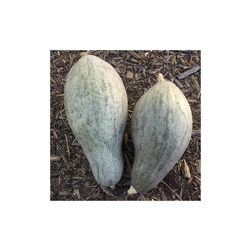 Everwilde Farms - 1 Oz Sibley Winter Squash Seeds -