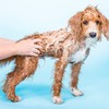 Ethique Shampooch Unscented Solid Dog Shampoo, 110g