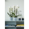 elho Brussels Orchid 16 Flower Pot for Indoor Use Diameter