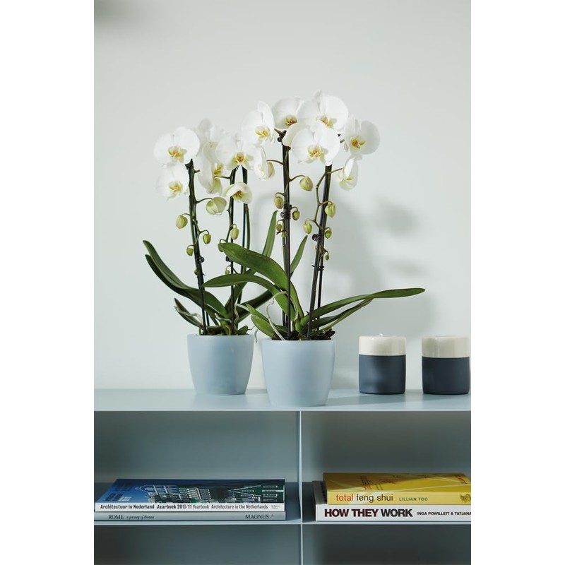 elho Brussels Orchid 16 Flower Pot for Indoor Use Diameter