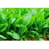 ONeill Seeds 1,000 Florida Broadleaf Mustard Seeds - Non-GMO Heirloom Mustard - Bulk Seed