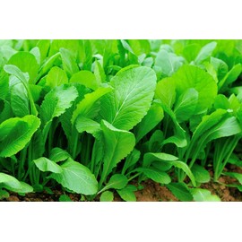 ONeill Seeds 1,000 Florida Broadleaf Mustard Seeds - Non-GMO Heirloom Mustard - Bulk Seed