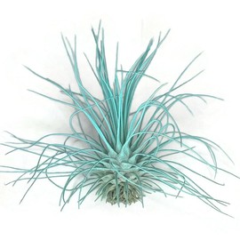 Thin Colored Air Plant, Live Tillandsia House Plant, Easy Care Indoor Outdoor, Great Gift, Healthy Arrival Guaranteed, (Jade)
