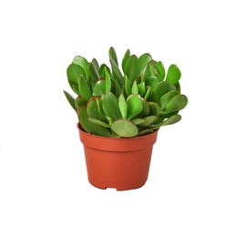 HOUSE PLANT SHOP | Succulent Crassula 'Jade' - 4" Pot | Live Indoor Plant | Free Care Guide