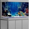 Dtekoj 36X24IN Blue Sea Floor Aquarium Background, Natural Underwater World