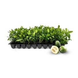 Pineapple Guava - 10 Live Plants - Feijoa Sellowiana - Edible Fruit and Flowering Foliage