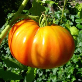 Southeast Seeds Kellogg's Breakfast Tomato Seeds, NON-GMO, Orange Beefsteak, Heirloom, FREE SHIP - 250 Seeds