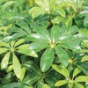 Brussel's Bonsai Live Hawaiian Umbrella Bonsai Tree - Medium, 5
