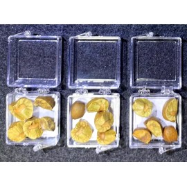 Amazing Beans 15 Mexican Jumping Beans. 3 Cases With 5 Beans In Each Case & Racing Game